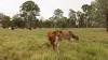 190 Tableland Road, Taunton, Qld 4674-Image