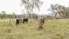 190 Tableland Road, Taunton, Qld 4674-Image