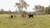 190 Tableland Road, Taunton, Qld 4674-Image
