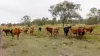 190 Tableland Road, Taunton, Qld 4674-Image