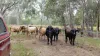 190 Tableland Road, Taunton, Qld 4674-Image