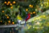 194 Old Telegraph Road East, Crossover, Vic 3821-Image