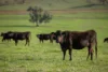 1948 Coach Road, Morven NSW 2660-Image