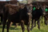 1948 Coach Road, Morven NSW 2660-Image