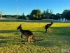 2/10 Nyabing Pass, Dawesville, WA 6211-Image