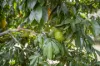 202 Lloyds Road, Pillar Valley, NSW 2462-Image