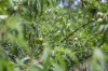 202 Lloyds Road, Pillar Valley, NSW 2462-Image