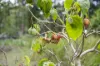 202 Lloyds Road, Pillar Valley, NSW 2462-Image