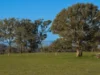 2097 Mitchell Highway, Vittoria, NSW 2799-Image