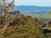 2097 Mitchell Highway, Vittoria, NSW 2799-Image