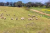21, St Ives Road, Red Creek, SA 5255-Image