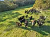 2160 Meeniyan -Promontory Road, Fish Creek VIC 3959-Image