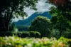 2165 Waterfall Way, Thora, NSW 2454-Image