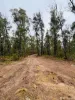 224 Blomfield Road, Yarrowitch, NSW 2354-Image