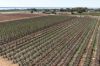 229 Morgan Road, Cobdogla SA 5346-Image