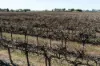 229 Morgan Road, Cobdogla SA 5346-Image