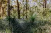 23 Uffington Road, Duns Creek NSW 2321-Image