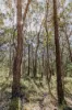 23 Uffington Road, Duns Creek NSW 2321-Image