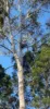 2306 Gatton Esk Road, Buaraba, Qld 4311-Image