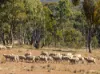 231 Boshes Creek Road, Mullion Creek via, Orange NSW 2800-Image