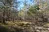 231, Central Road, Sugarloaf, Qld 4380-Image