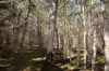 231, Central Road, Sugarloaf, Qld 4380-Image