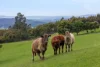 231 Settlement Road, Flowery Gully, Tas 7270-Image