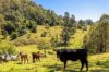 233 Thunderbolts Way, Gloucester NSW 2422-Image