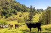233 Thunderbolts Way, Gloucester NSW 2422-Image