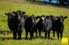 235 Beaumonts Road, Dorrigo NSW 2453-Image