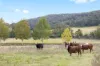 24 Coolawine Road, Wollombi, NSW 2325-Image