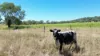 242 Ehrlich Road, Linthorpe QLD 4356-Image