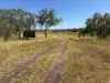 242 Ehrlich Road, Linthorpe QLD 4356-Image