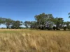242 Ehrlich Road, Linthorpe QLD 4356-Image