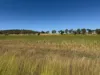 242 Ehrlich Road, Linthorpe QLD 4356-Image
