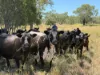 242 Ehrlich Road, Linthorpe QLD 4356-Image