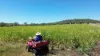 242 Ehrlich Road, Linthorpe QLD 4356-Image
