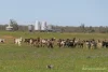 2488 Wilga Downs Road, Cobar, NSW 2835