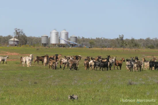 2488 Wilga Downs Road, Cobar, NSW 2835