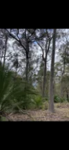 2493 Blacksmith Shop Road, Newton Boyd, NSW 2370-Image