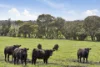25 Collins Road, Irrewarra, Vic 3249-Image