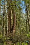 255 Upper Gellibrand Road, Barramunga, Vic 3249-Image