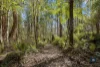 255 Upper Gellibrand Road, Barramunga, Vic 3249-Image
