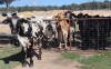 25731 Burnett Highway, Cynthia QLD 4627-Image