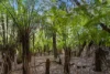 260 Amiets Road, Wyelangta, Vic 3237-Image