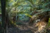 260 Amiets Road, Wyelangta, Vic 3237-Image