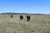 260 Shannen Road, Dalma QLD 4702-Image