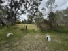 2604 Dunolly-Wedderburn Road, McIntyre, Vic 3472-Image