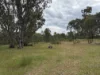 2604 Dunolly-Wedderburn Road, McIntyre, Vic 3472-Image