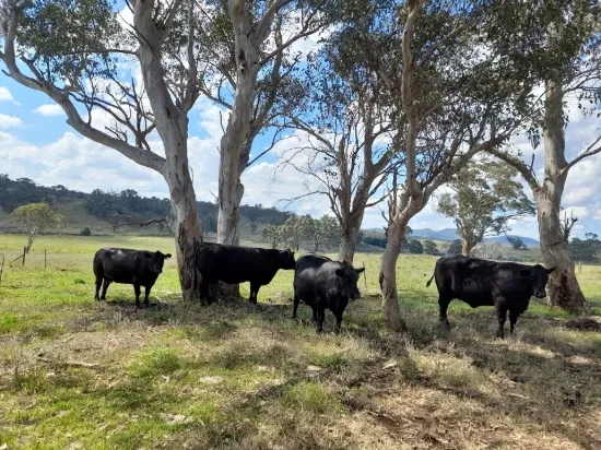 2625 Bylong Valley Way, Rylstone, NSW 2849-Image